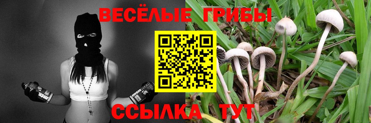 Псилоцибиновые грибы Psilocybine cubensis Муром